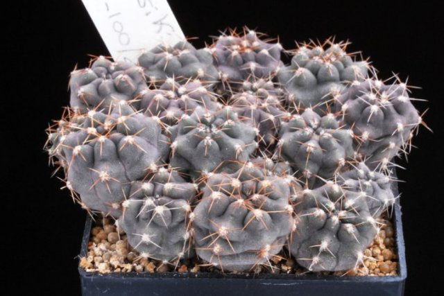 Gymnocalycium_lukasikii_2